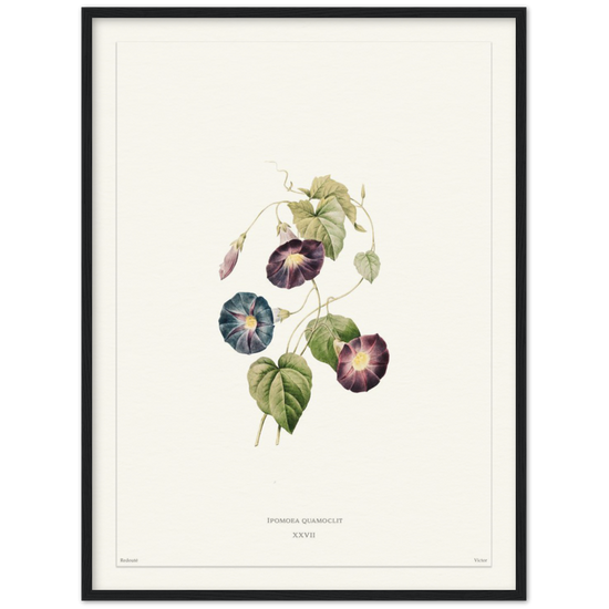 Pierre-Joseph Redouté, floral, flowers, art, wall art, flower prints, botanical, illustration, plants, roses