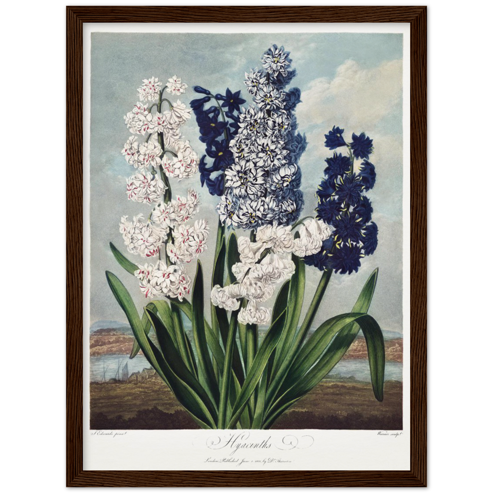 Pierre-Joseph Redouté, floral, flowers, art, wall art, flower prints, botanical, illustration, plants, roses