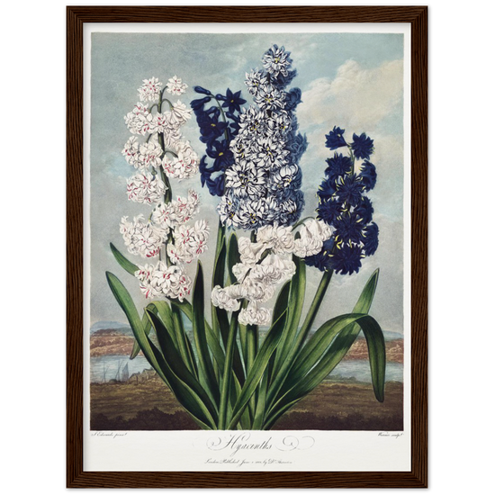 Pierre-Joseph Redouté, floral, flowers, art, wall art, flower prints, botanical, illustration, plants, roses