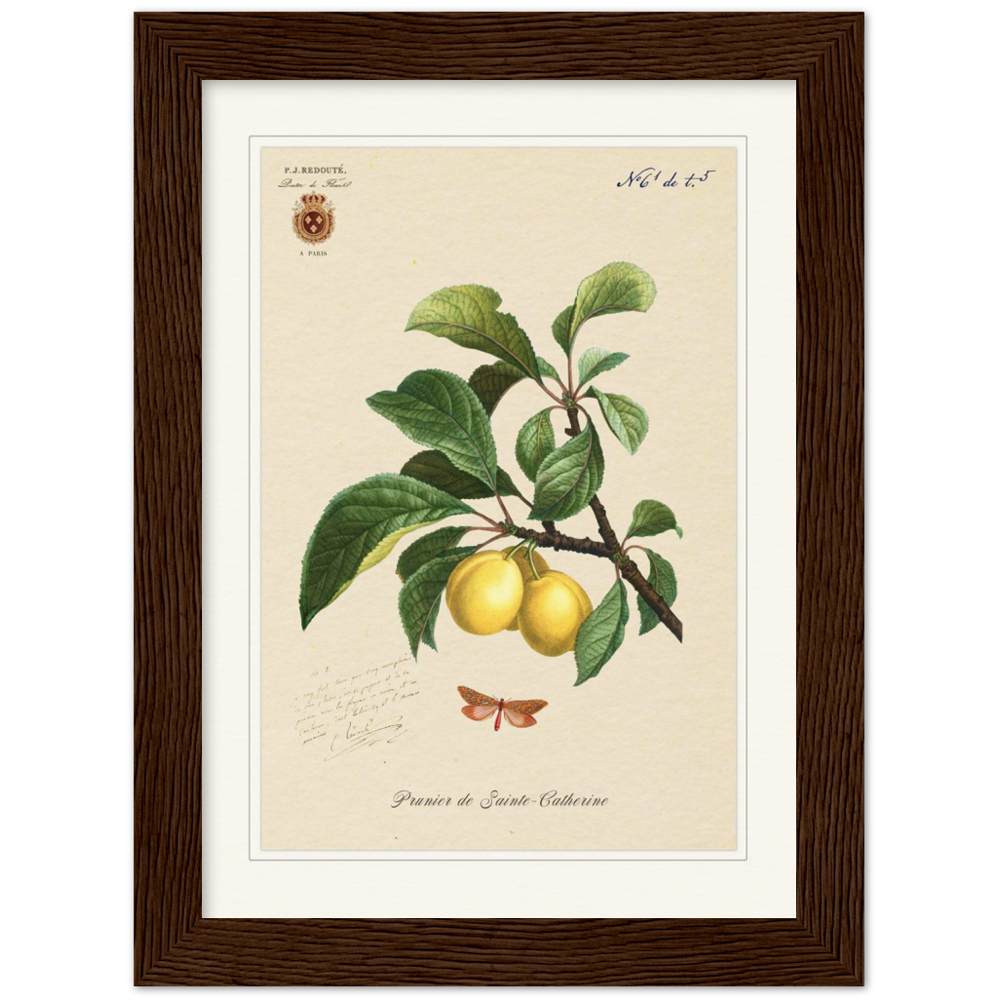 Plum of Saint Catherine, 1824 (édition classique)