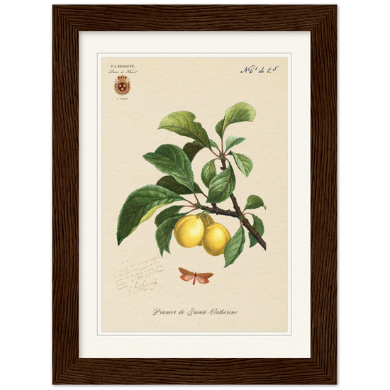 Plum of Saint Catherine, 1824 (édition classique)
