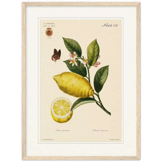 Lemon by Redouté, 1834 (édition classique)