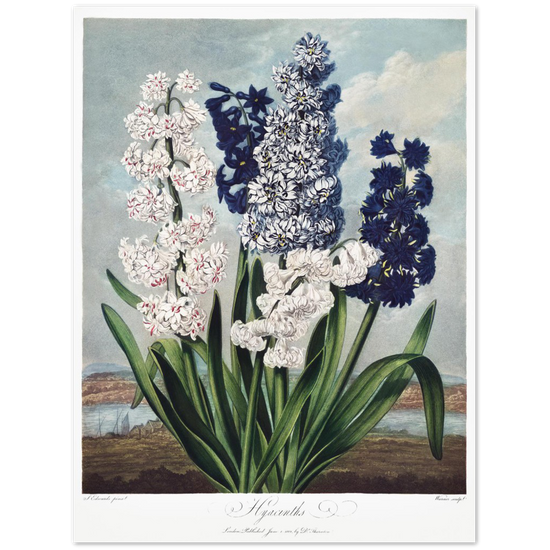 Hyacinths by R.J. Thornton, 1807