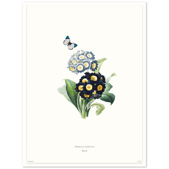 Pierre-Joseph Redouté, floral, flowers, art, wall art, flower prints, botanical, illustration, plants, roses