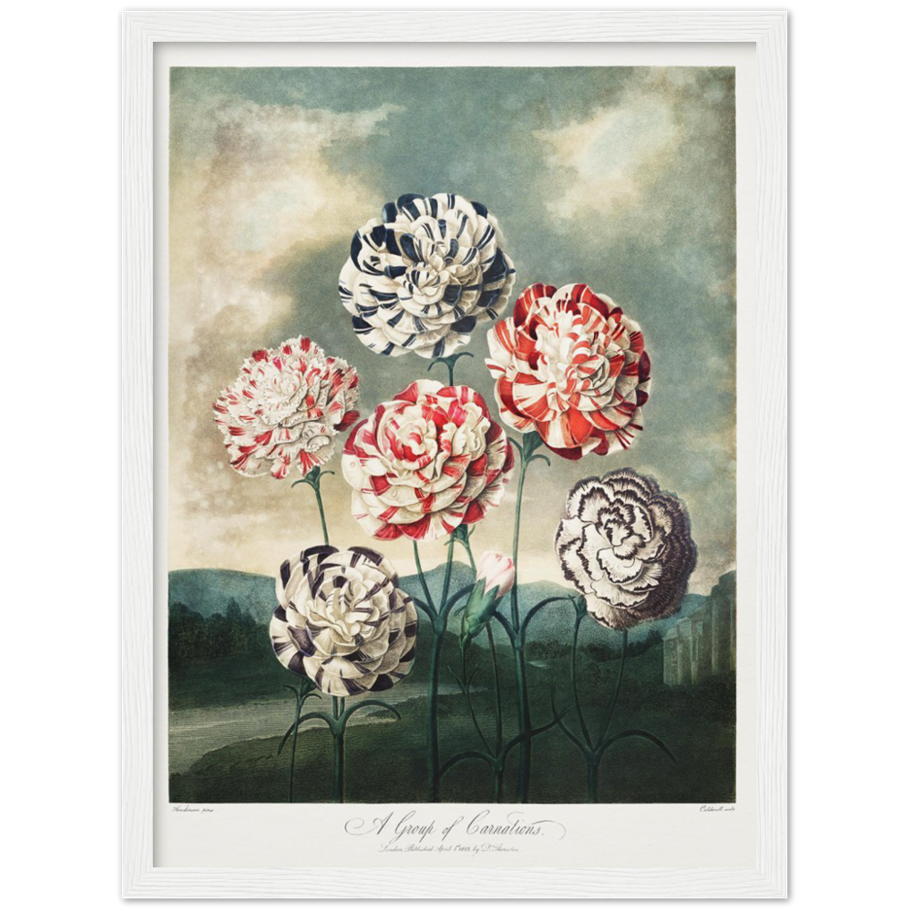 Pierre-Joseph Redouté, floral, flowers, art, wall art, flower prints, botanical, illustration, plants, roses