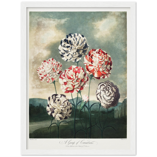 Pierre-Joseph Redouté, floral, flowers, art, wall art, flower prints, botanical, illustration, plants, roses