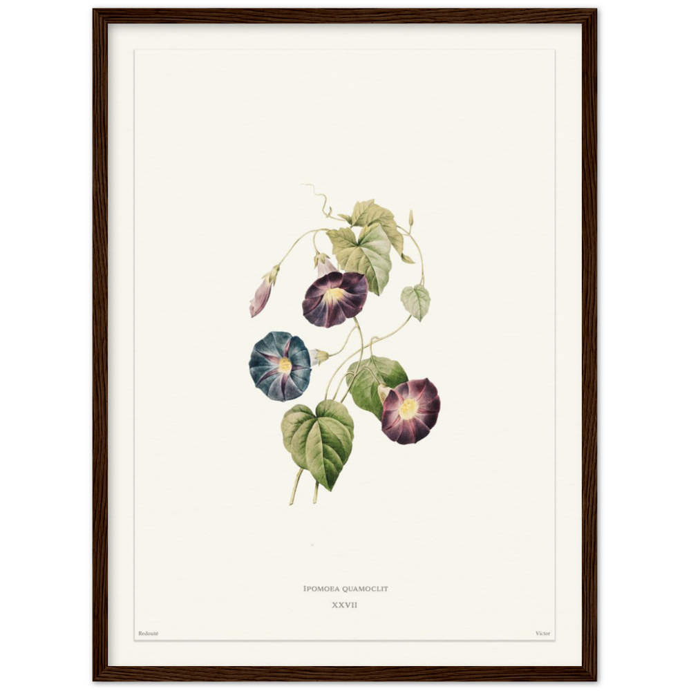 Pierre-Joseph Redouté, floral, flowers, art, wall art, flower prints, botanical, illustration, plants, roses