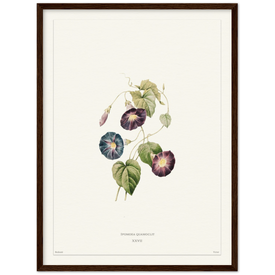 Pierre-Joseph Redouté, floral, flowers, art, wall art, flower prints, botanical, illustration, plants, roses