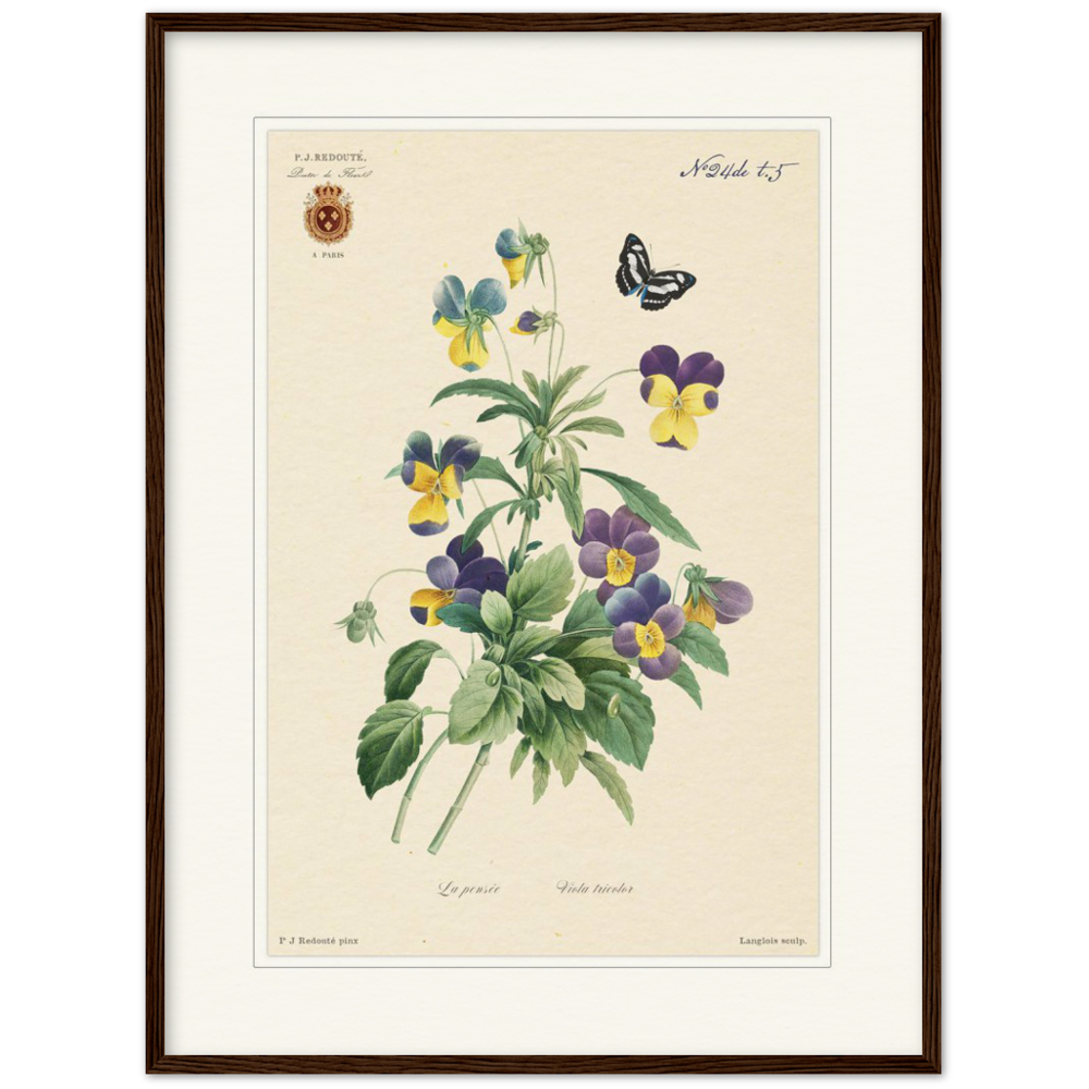 Tricolor viola by Redouté, 1834 (édition classique)