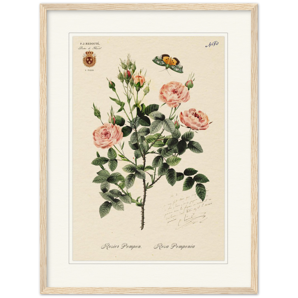 Rose Pompon by Redouté, 1824 (édition classique)