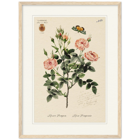 Rose Pompon by Redouté, 1824 (édition classique)