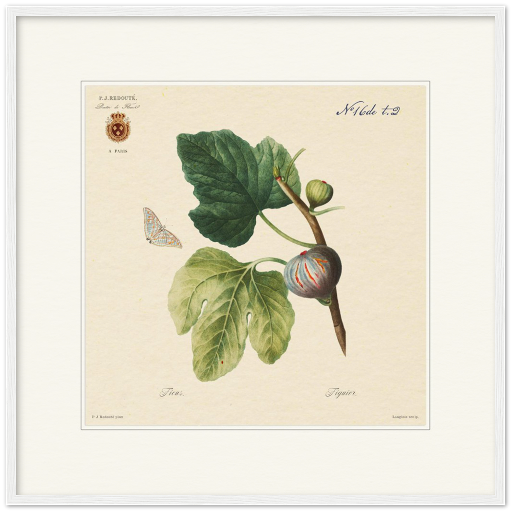 Figs by Redouté, 1834 (édition classique)