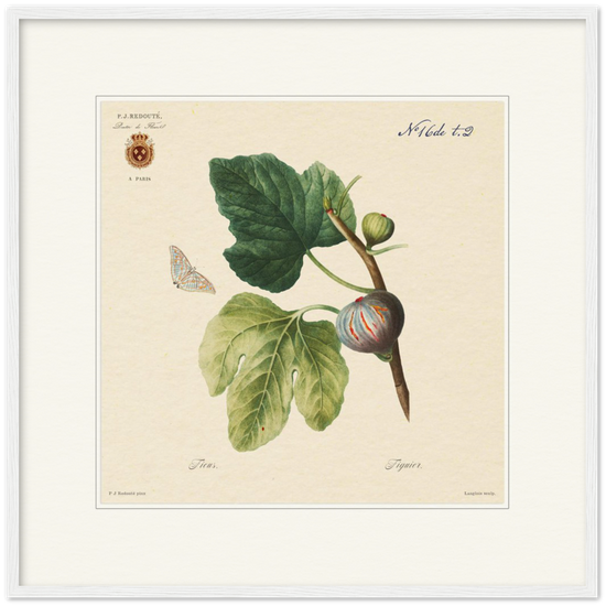 Figs by Redouté, 1834 (édition classique)