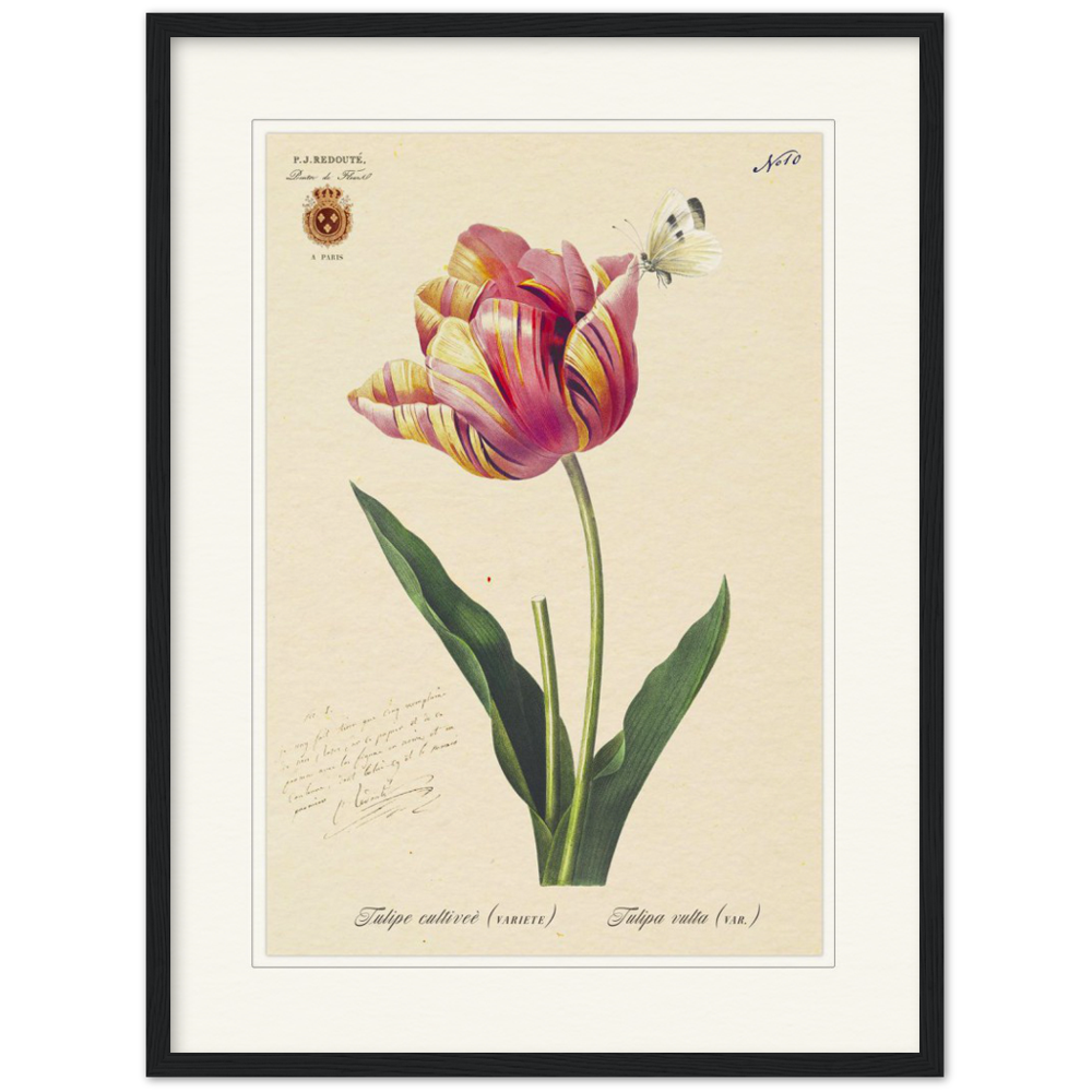 Triumph Tulip Pic