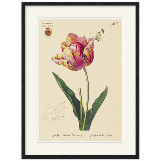 Triumph Tulip Pic