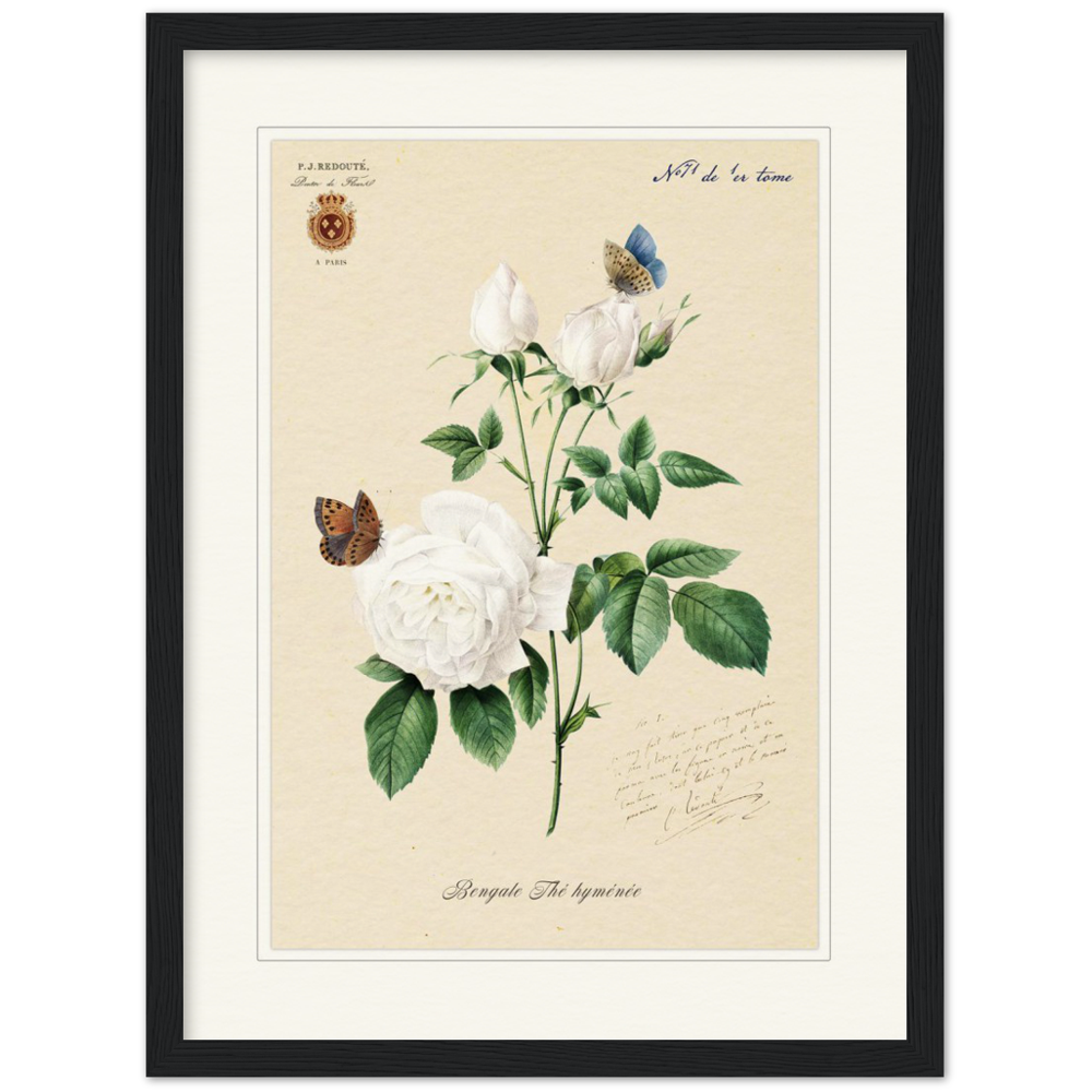 Pierre-Joseph Redouté, floral, flowers, art, wall art, flower prints, botanical, illustration, plants, roses