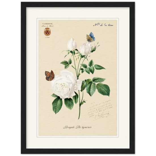Pierre-Joseph Redouté, floral, flowers, art, wall art, flower prints, botanical, illustration, plants, roses