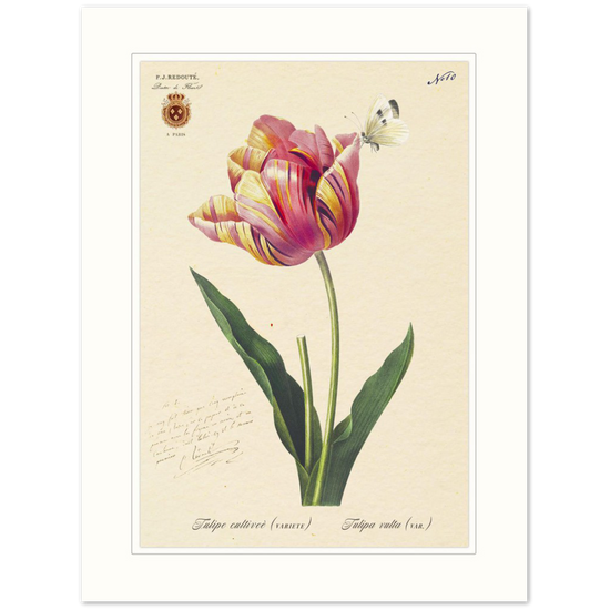 Triumph Tulip Pic