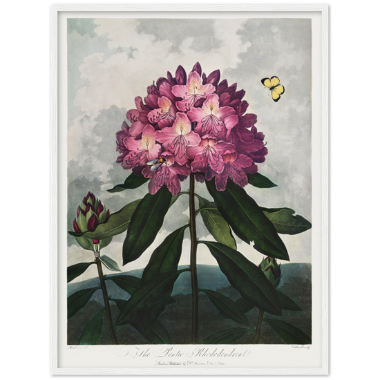 The Pontic rhododendron by R.J. Thornton, 1807