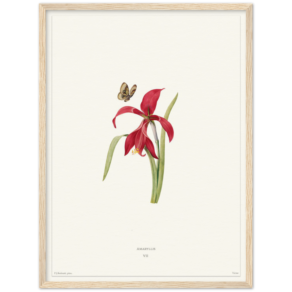 Pierre-Joseph Redouté, floral, flowers, art, wall art, flower prints, botanical, illustration, plants, roses
