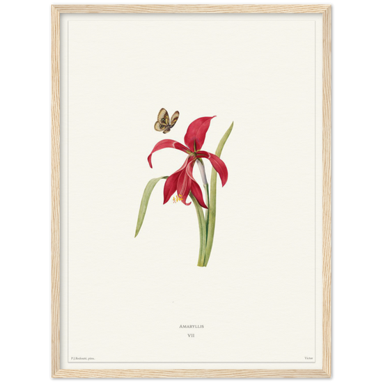 Pierre-Joseph Redouté, floral, flowers, art, wall art, flower prints, botanical, illustration, plants, roses