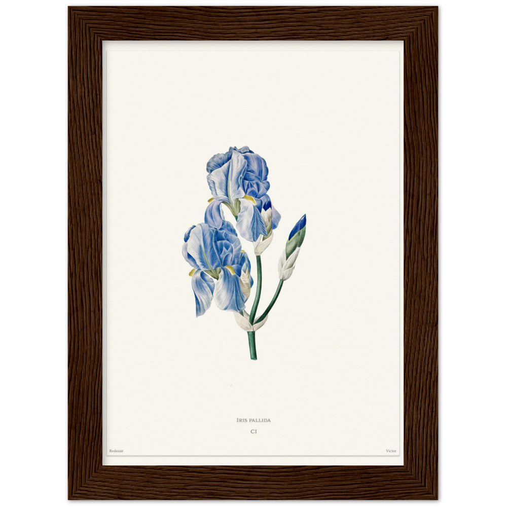 Pale iris, 1827 (édition blanc)