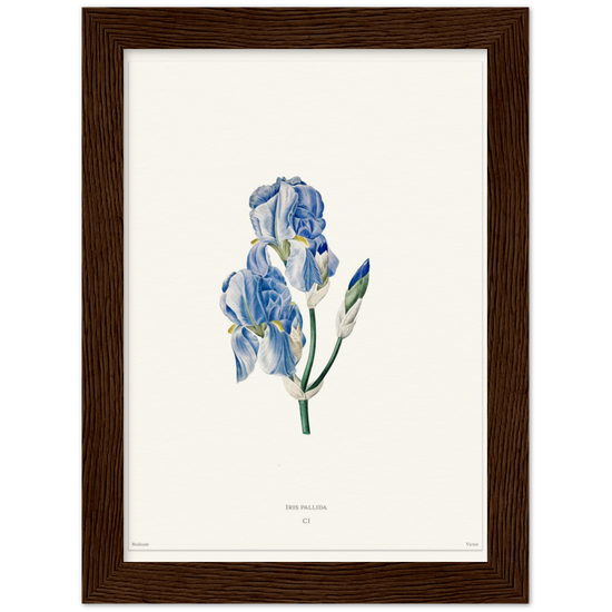 Pale iris, 1827 (édition blanc)
