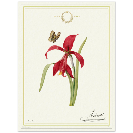 Pierre-Joseph Redouté, floral, flowers, art, wall art, flower prints, botanical, illustration, plants, roses