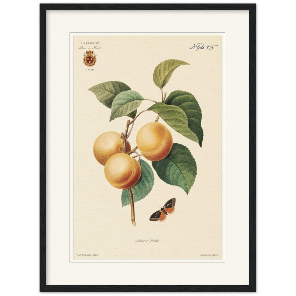 Apricot-Peaches by Redouté, 1824 (édition classique)