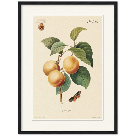 Apricot-Peaches by Redouté, 1824 (édition classique)