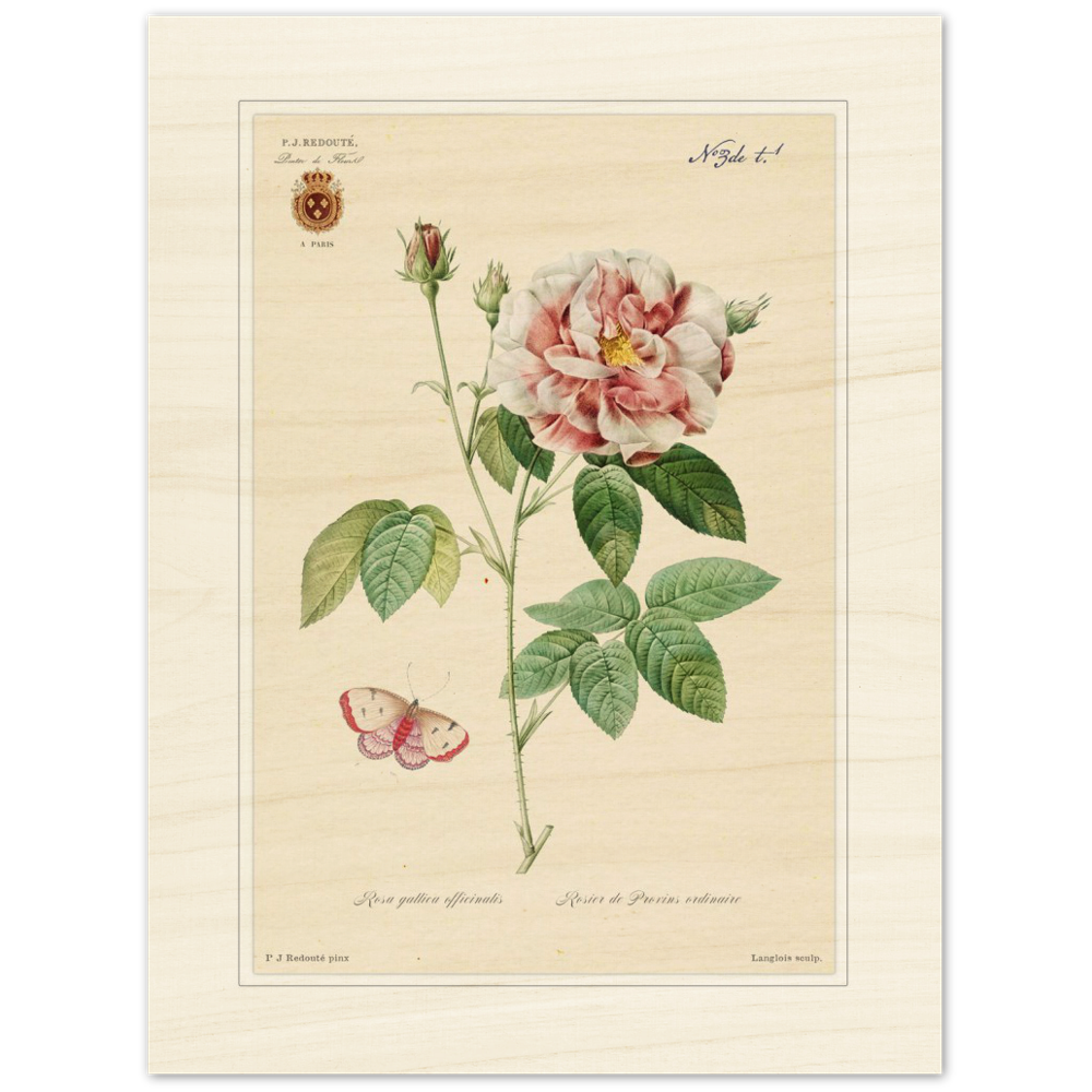 French Provencal Rose by Redouté, édition classique
