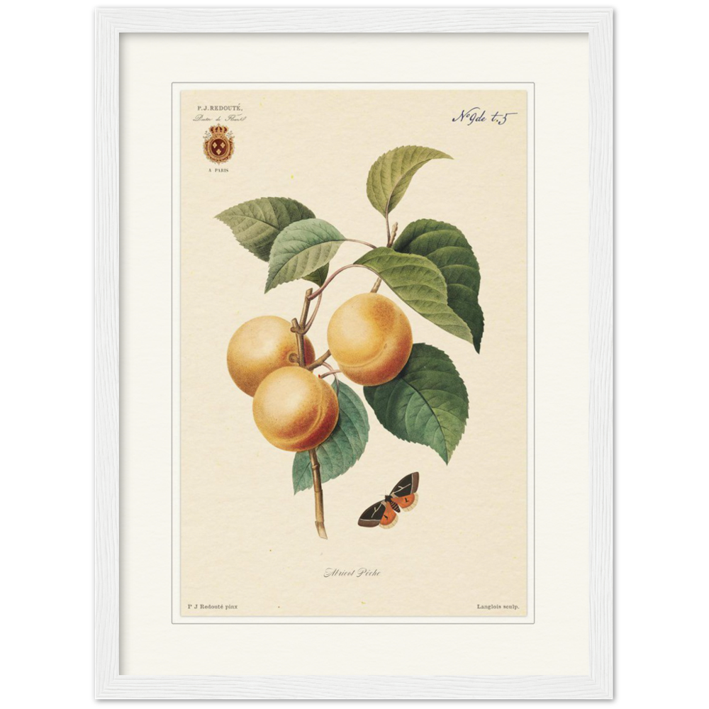Apricot-Peaches by Redouté, 1824 (édition classique)