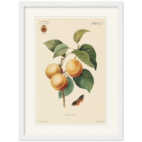Apricot-Peaches by Redouté, 1824 (édition classique)