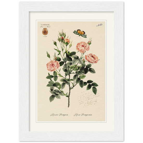 Rose Pompon by Redouté, 1824 (édition classique)