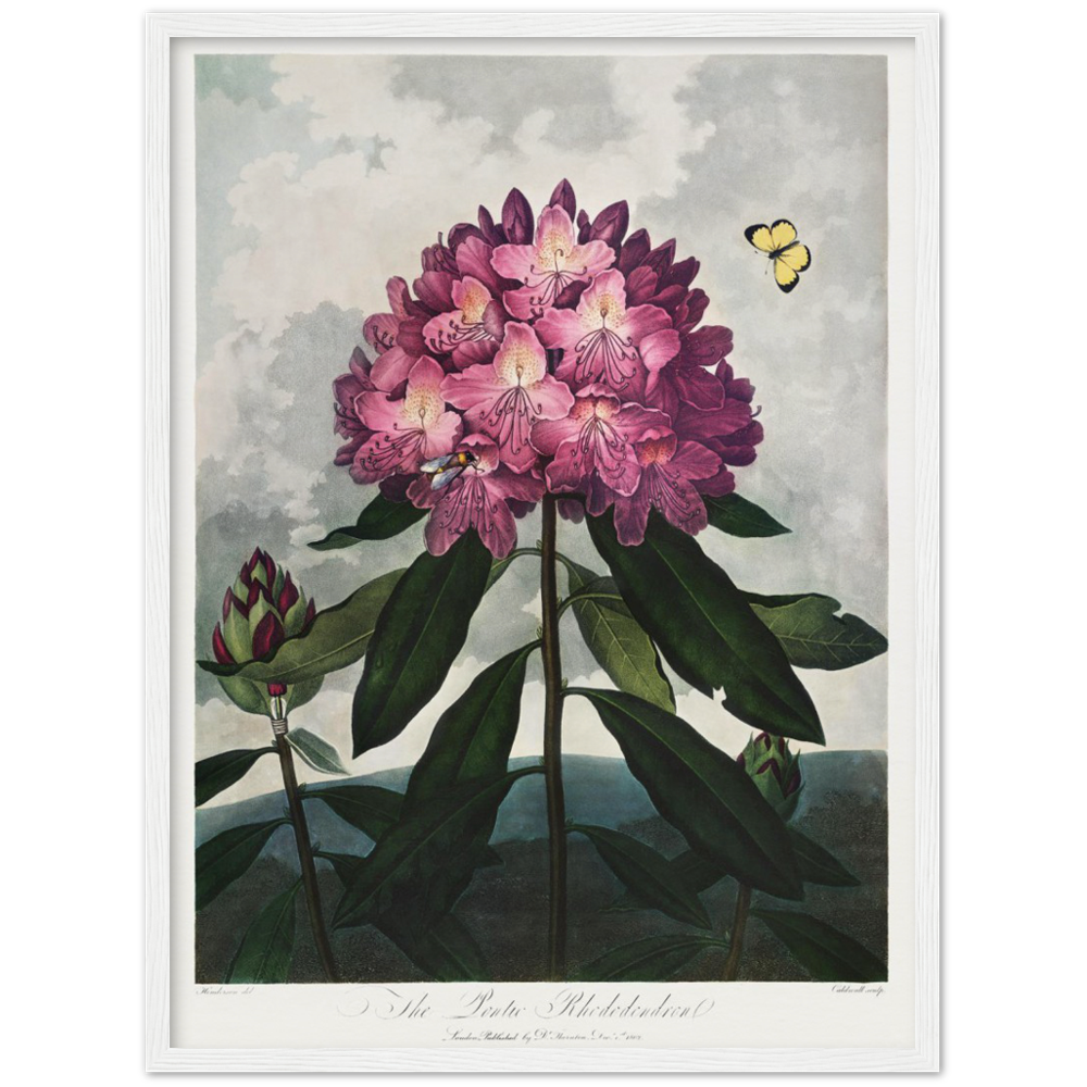 The Pontic rhododendron by R.J. Thornton, 1807