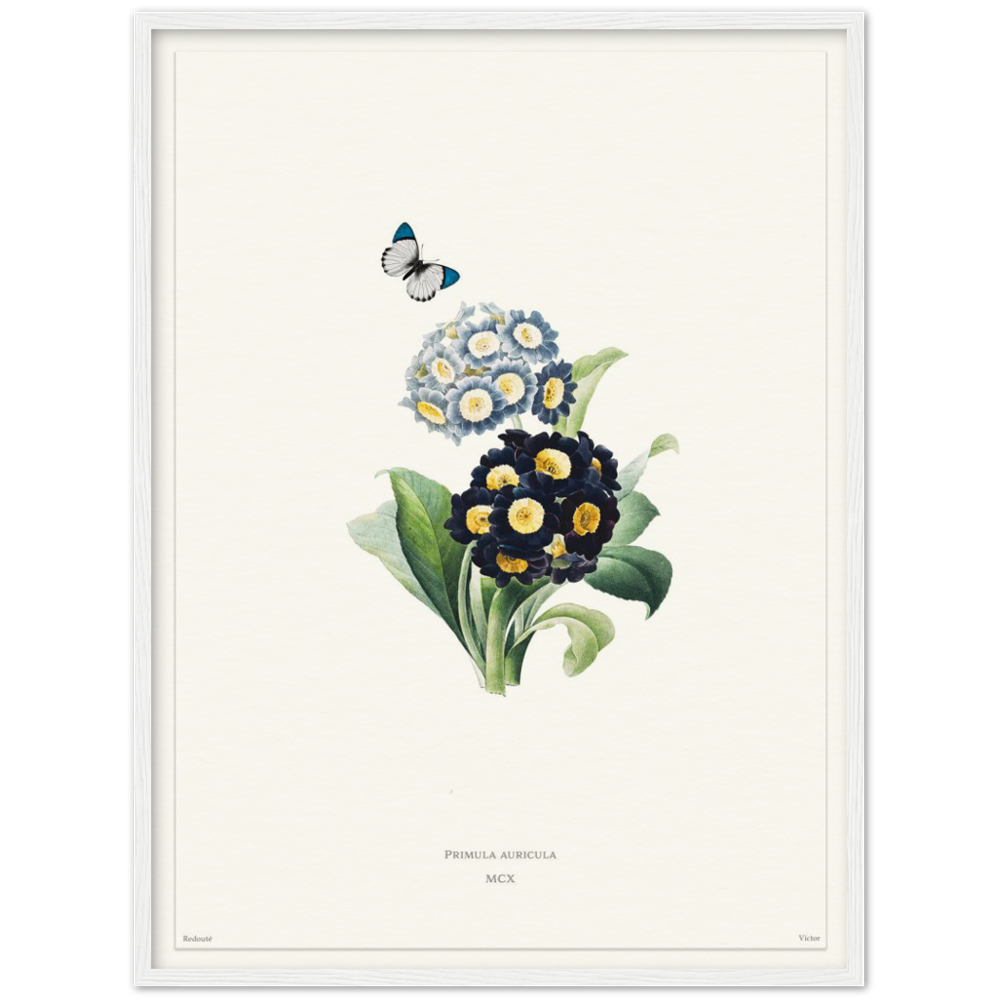 Pierre-Joseph Redouté, floral, flowers, art, wall art, flower prints, botanical, illustration, plants, roses
