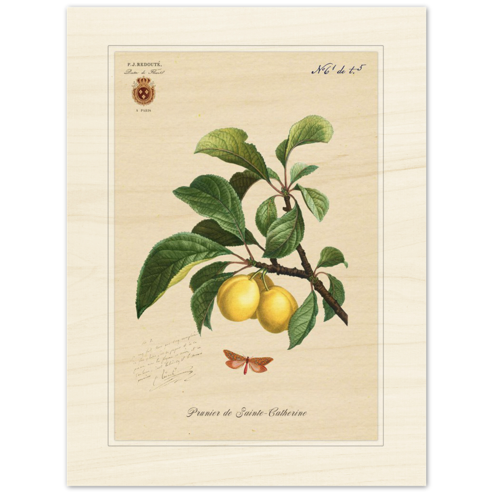 Plum of Saint Catherine, 1824 (édition classique)