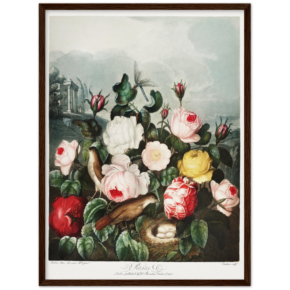 The Roses by R.J. Thornton, 1807