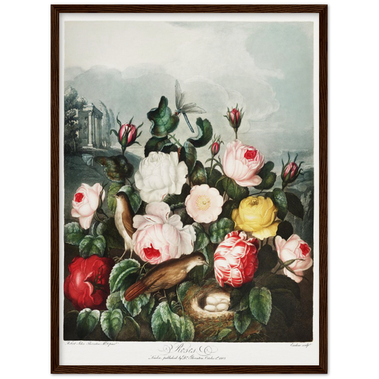 The Roses by R.J. Thornton, 1807