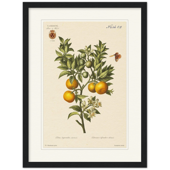 Bitter oranges by Redouté, 1834 (édition classique)