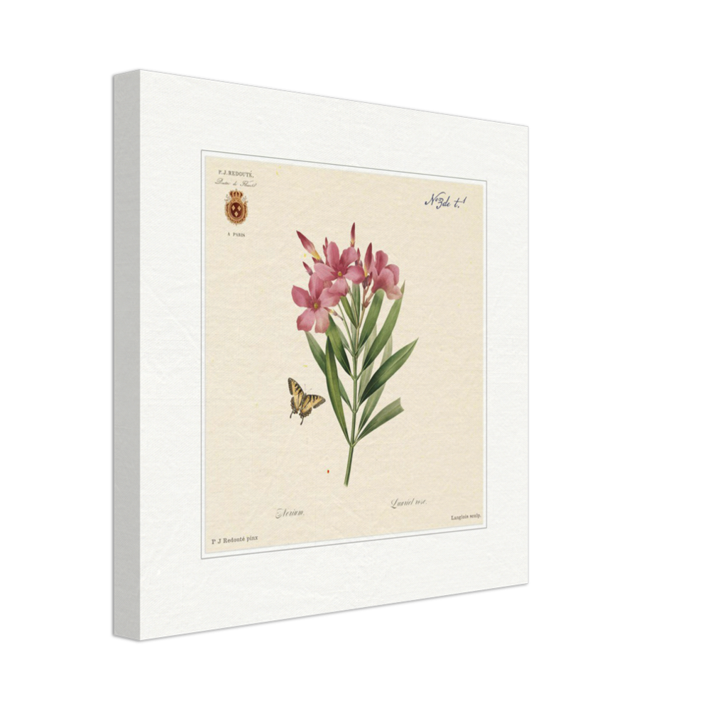 Oleander flowers by Redouté, édition classique