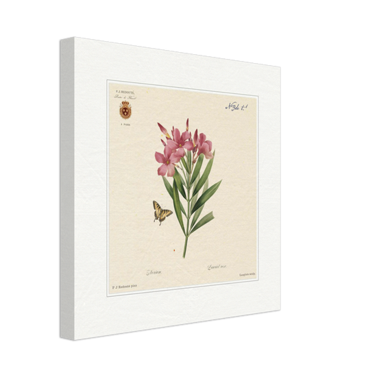 Oleander flowers by Redouté, édition classique