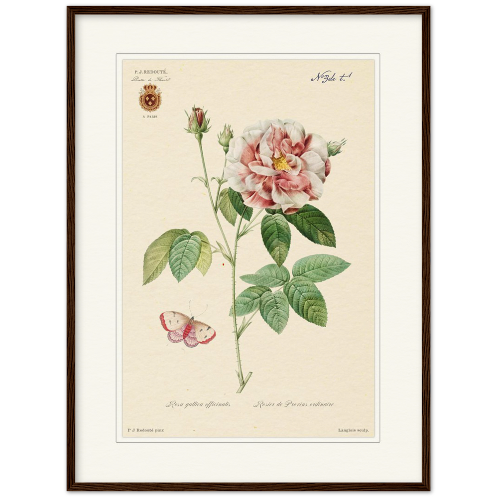 French Provencal Rose by Redouté, édition classique