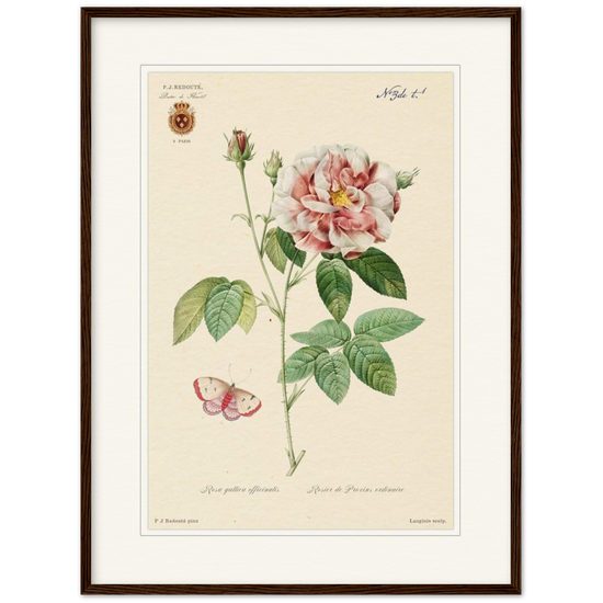 French Provencal Rose by Redouté, édition classique