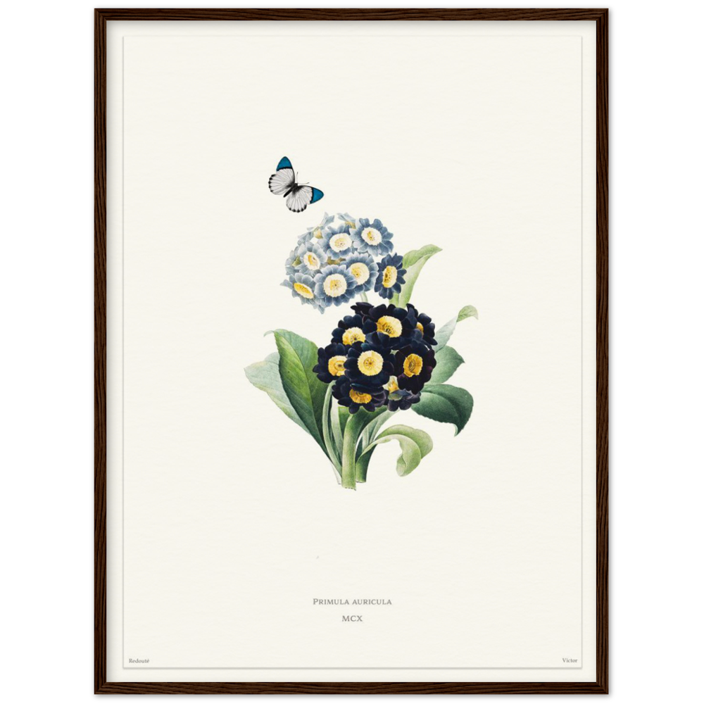 Pierre-Joseph Redouté, floral, flowers, art, wall art, flower prints, botanical, illustration, plants, roses