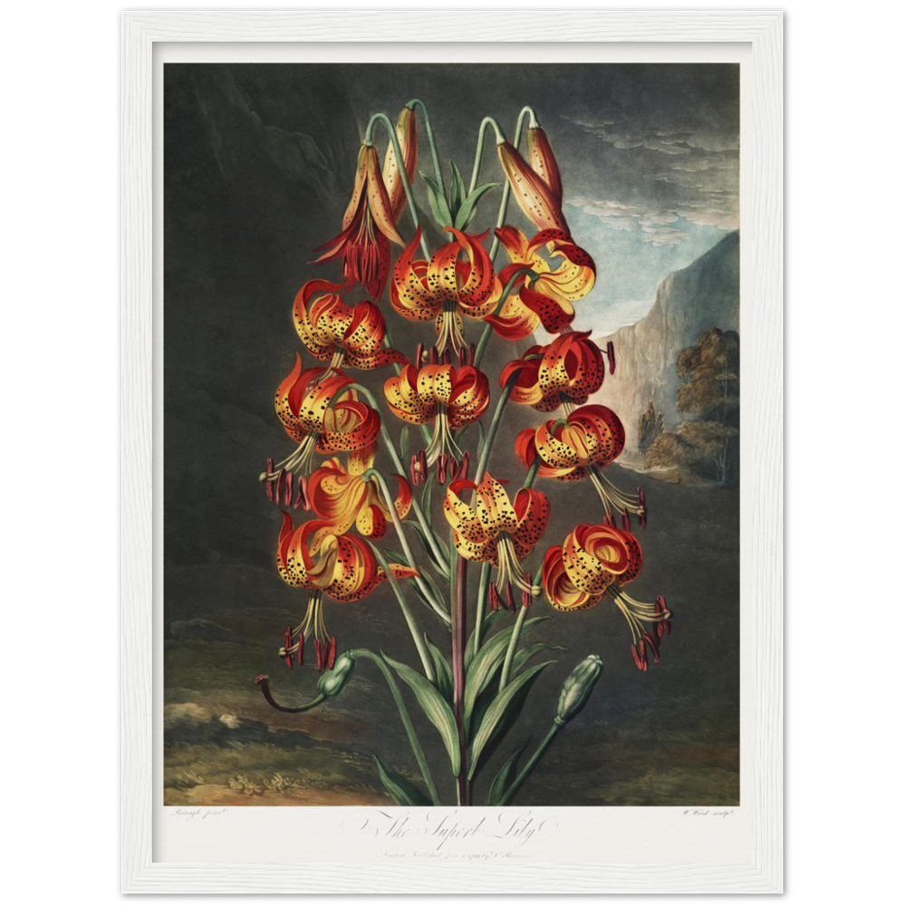 The Superb Lily by R.J. Thornton, 1807