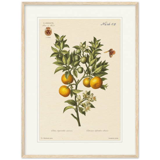 Bitter oranges by Redouté, 1834 (édition classique)