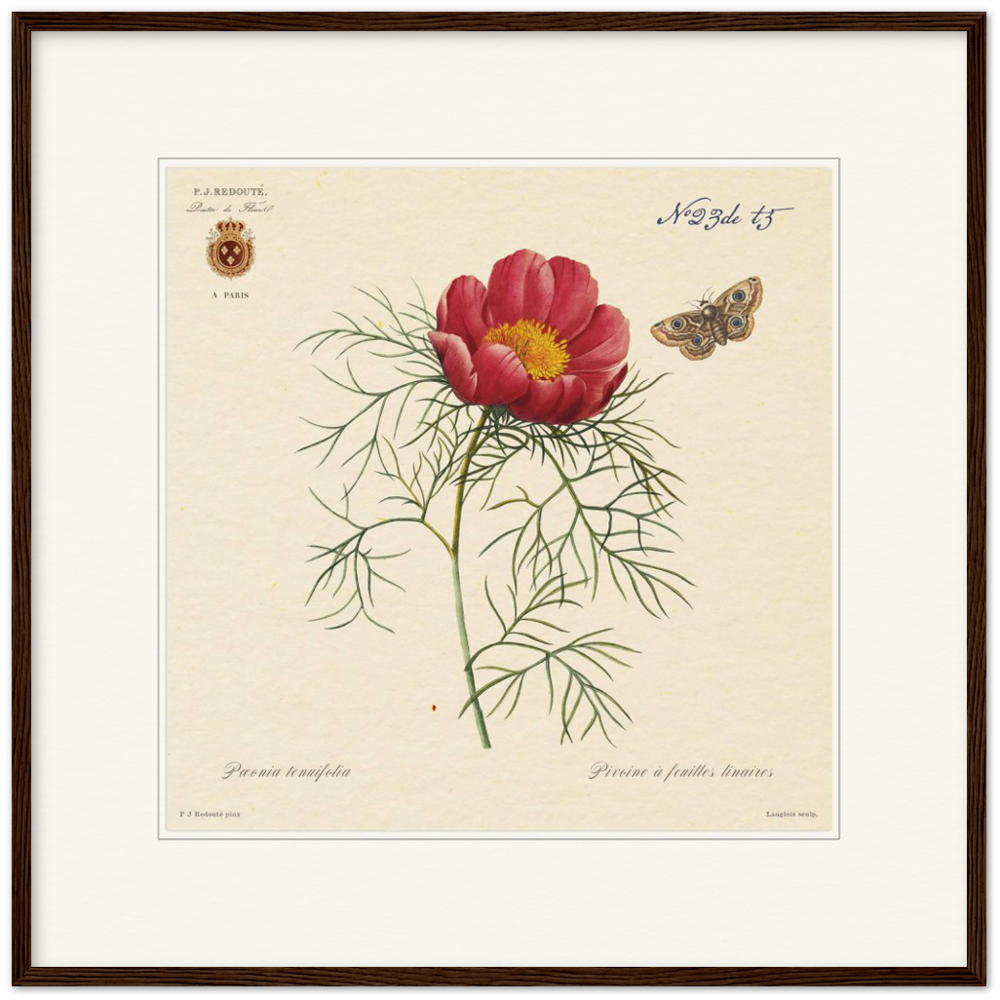 Pierre-Joseph Redouté, floral, flowers, art, wall art, flower prints, botanical, illustration, plants, roses