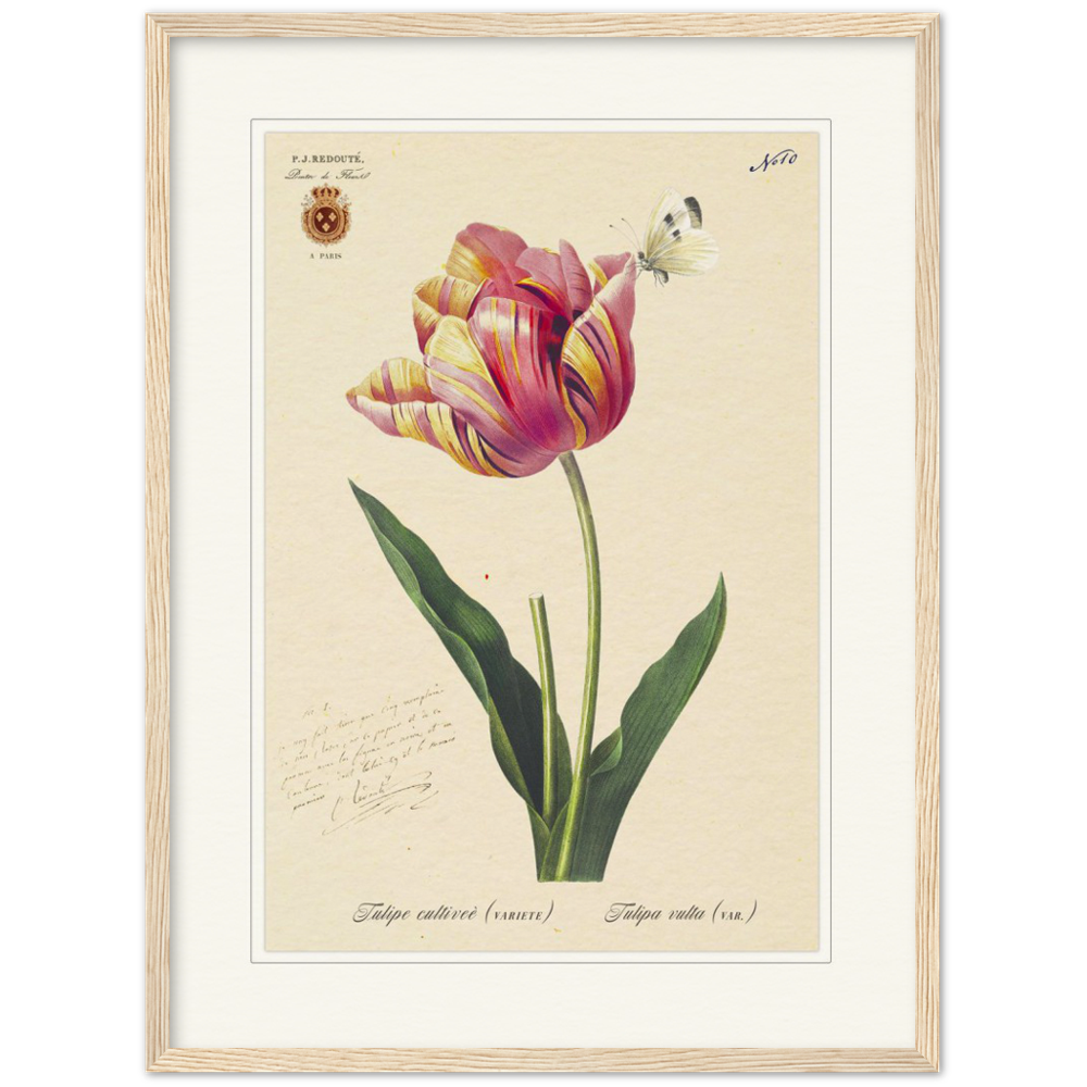 Triumph Tulip Pic