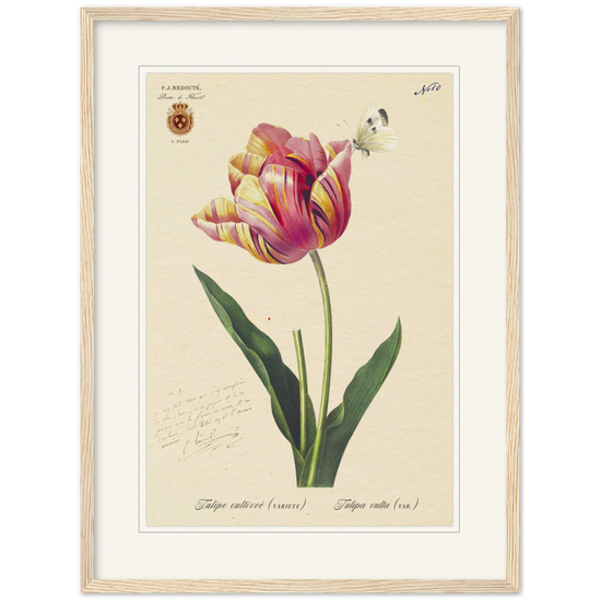 Triumph Tulip Pic